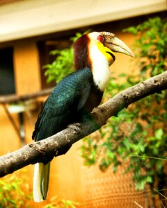 Bird colorful