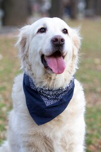 Labrador pet golden photo