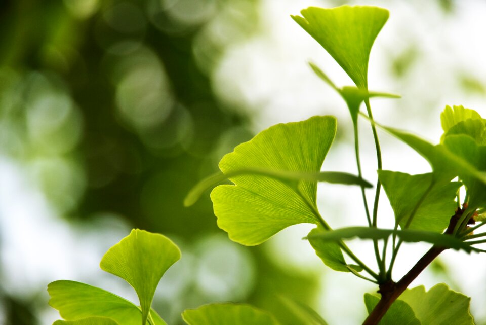 Green plant life