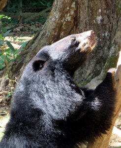 Bear wild helarctos malayanus