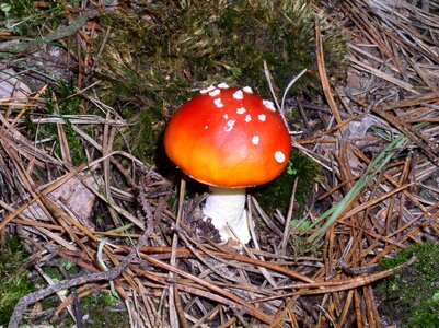 Nature mushroom picking toxic photo
