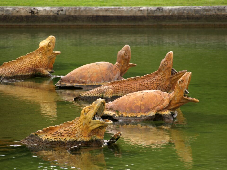 France turtles varan