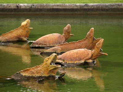 France turtles varan