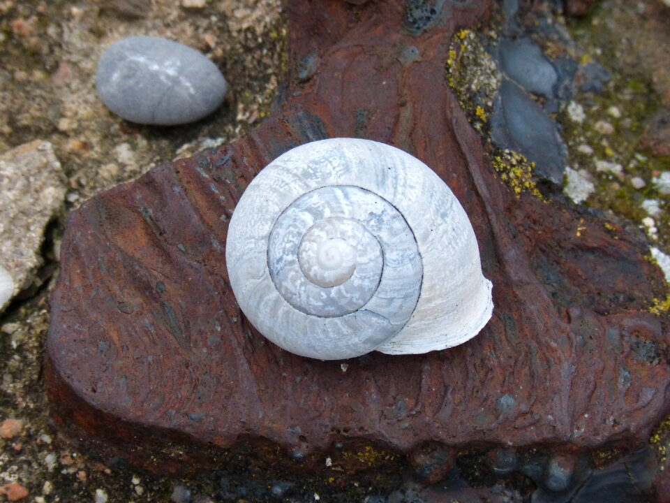 Shell spiral textures