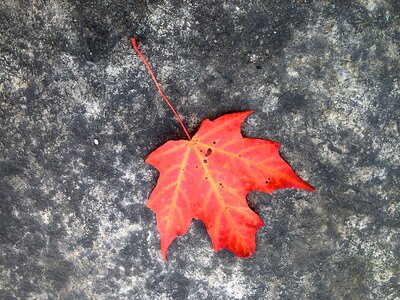 Autumn red