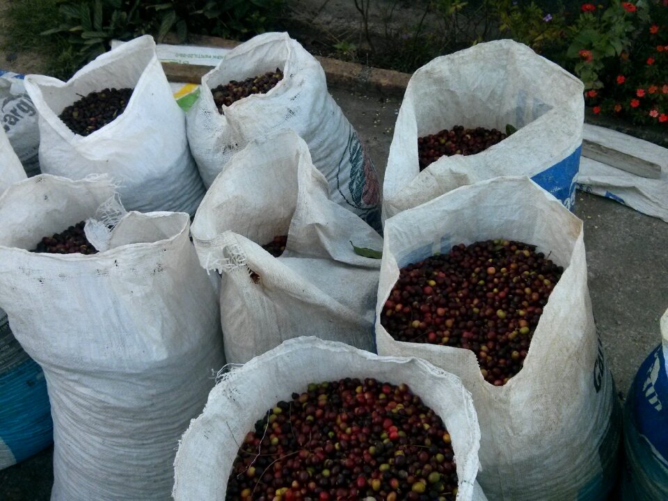 Bag harvest fresh