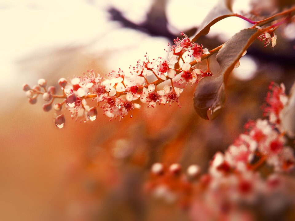 Tree flower bird cherry