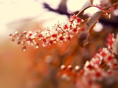 Tree flower bird cherry
