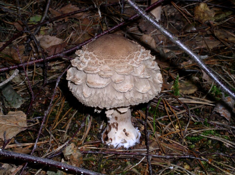 Mushroom picking toxic autumn