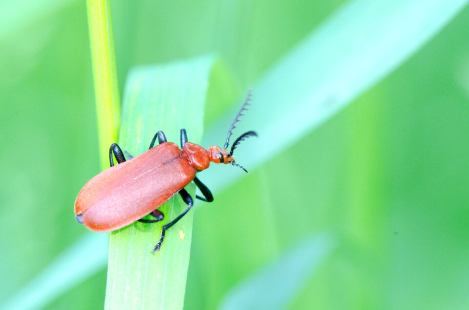 Macro bug nature