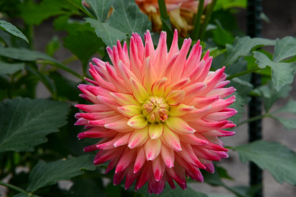 Pink petals