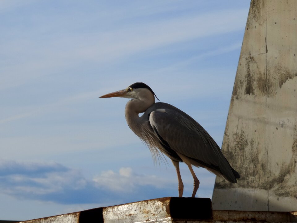 Standing wildlife nature