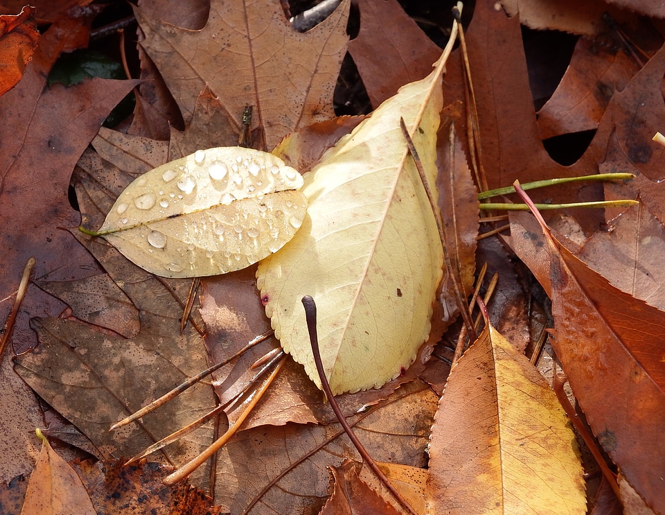 Autumn emerge fall color