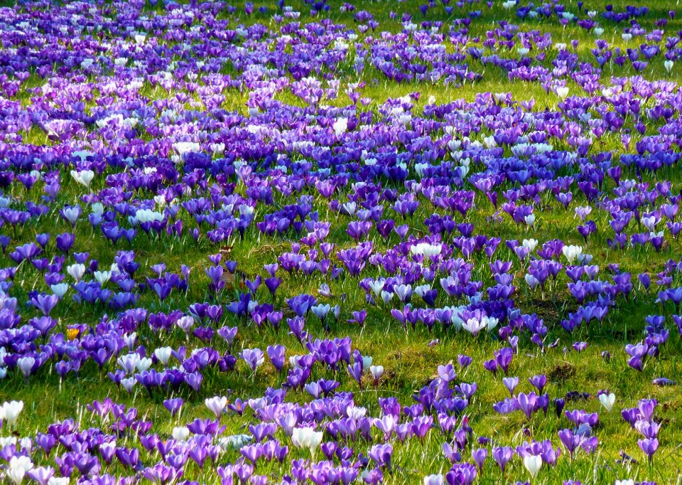 Flower violet early bloomer photo