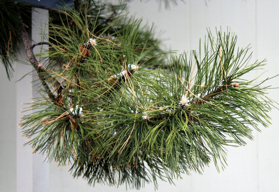 Pine branch pine needles