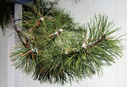 Pine branch pine needles photo