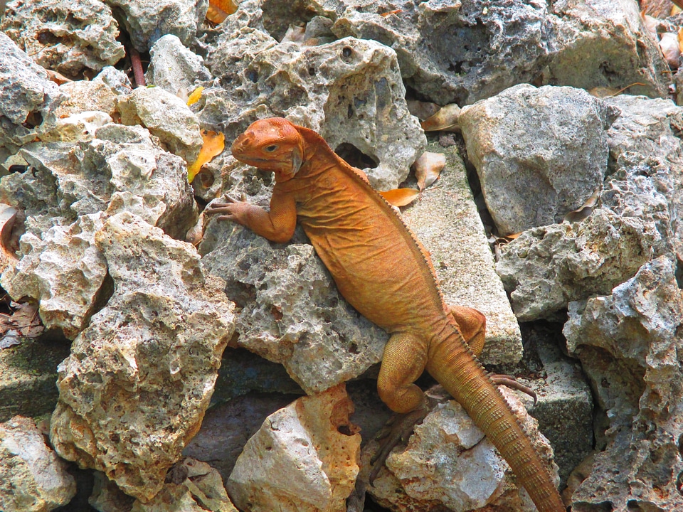 Reptile reptilian animal