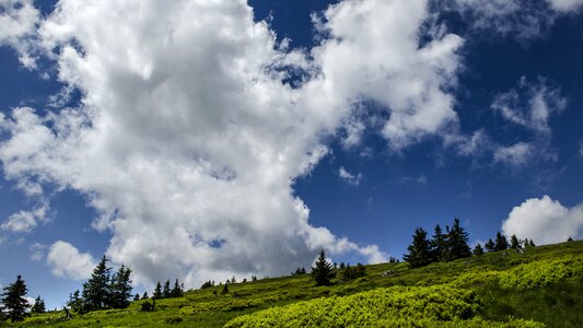 Blue sky trees weather