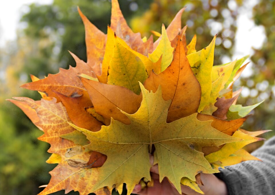 Autumn golden autumn yellow