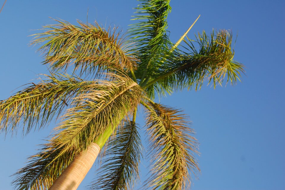 Sky outdoor green