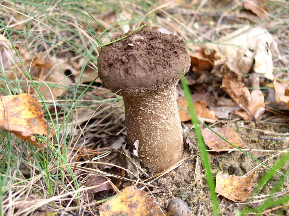 Mushroom picking toxic autumn