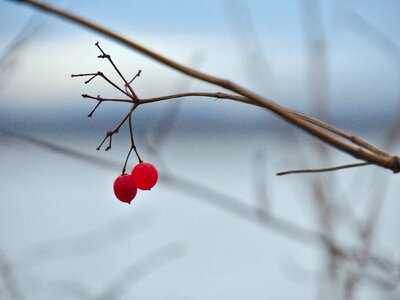 Winter berry tree photo
