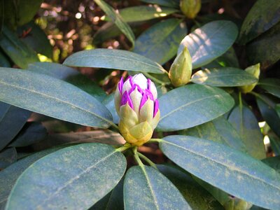 Rhododendron bud shade summer garden photo