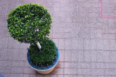 Dive flowerpot plant