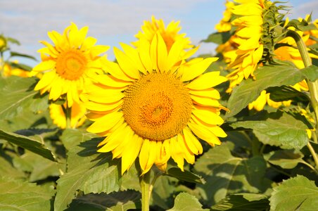 Sunflowers são paulo brazil photo
