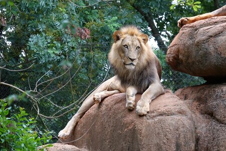 Animal zoo dangerous photo