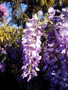 Flower sunshine spring flowers