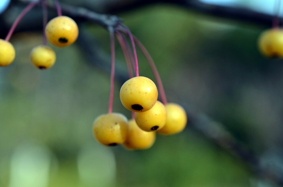 Berry yellow asia