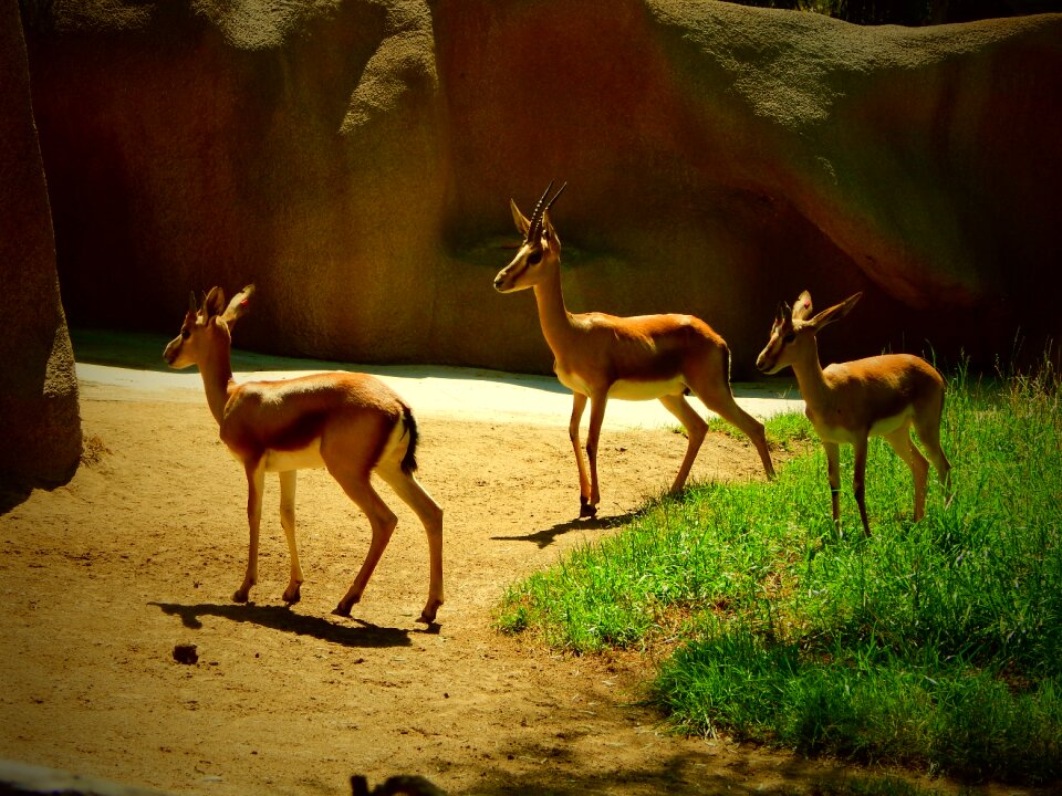 Deer antelope san diego