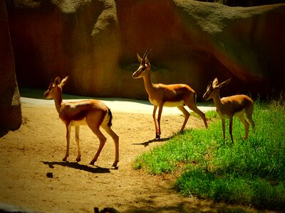 Deer antelope san diego photo