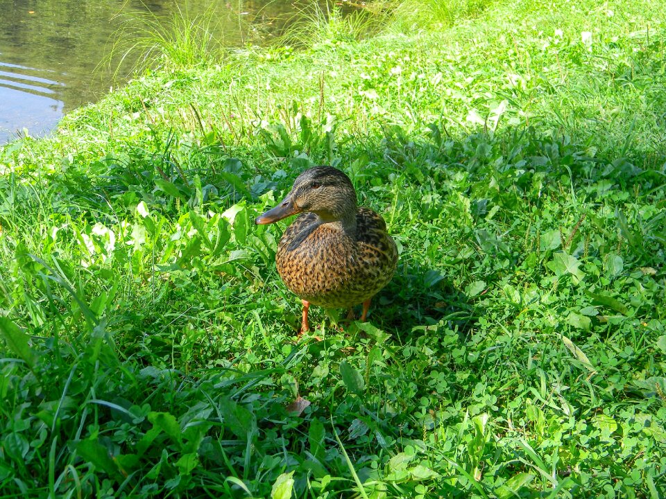 Natatorial domestic duck environment