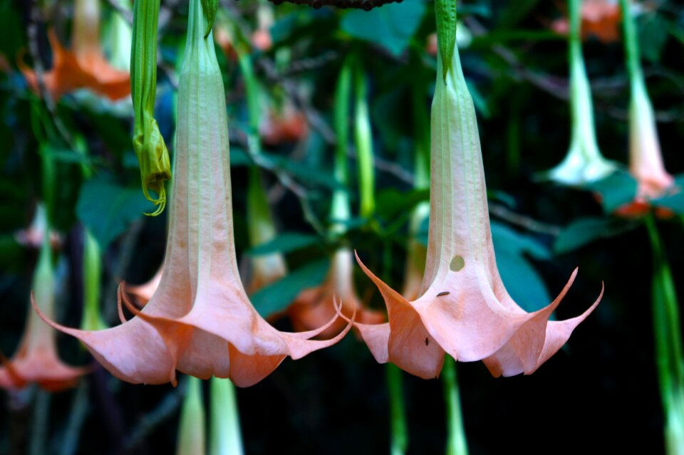 Campaigns leaves petals