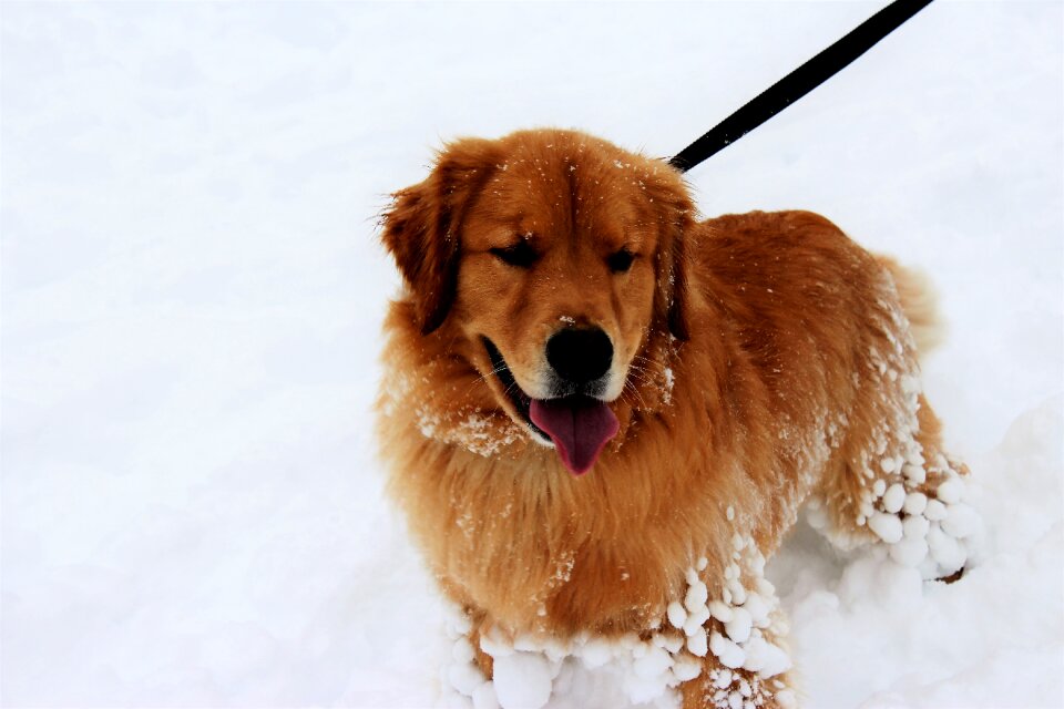 Winter outdoors golden retriever