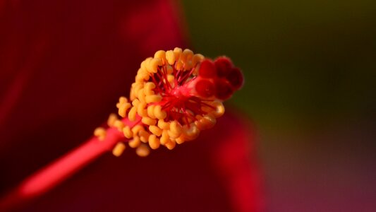 Micro hibiscus photo