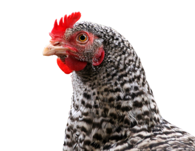 Animal feather poultry