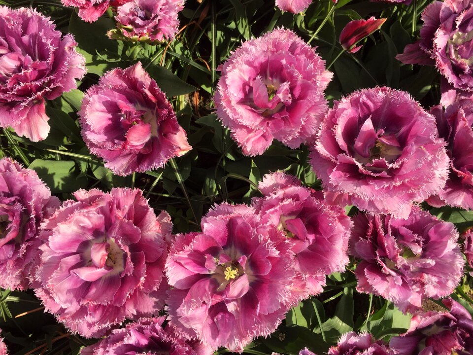 Spring merry bloom