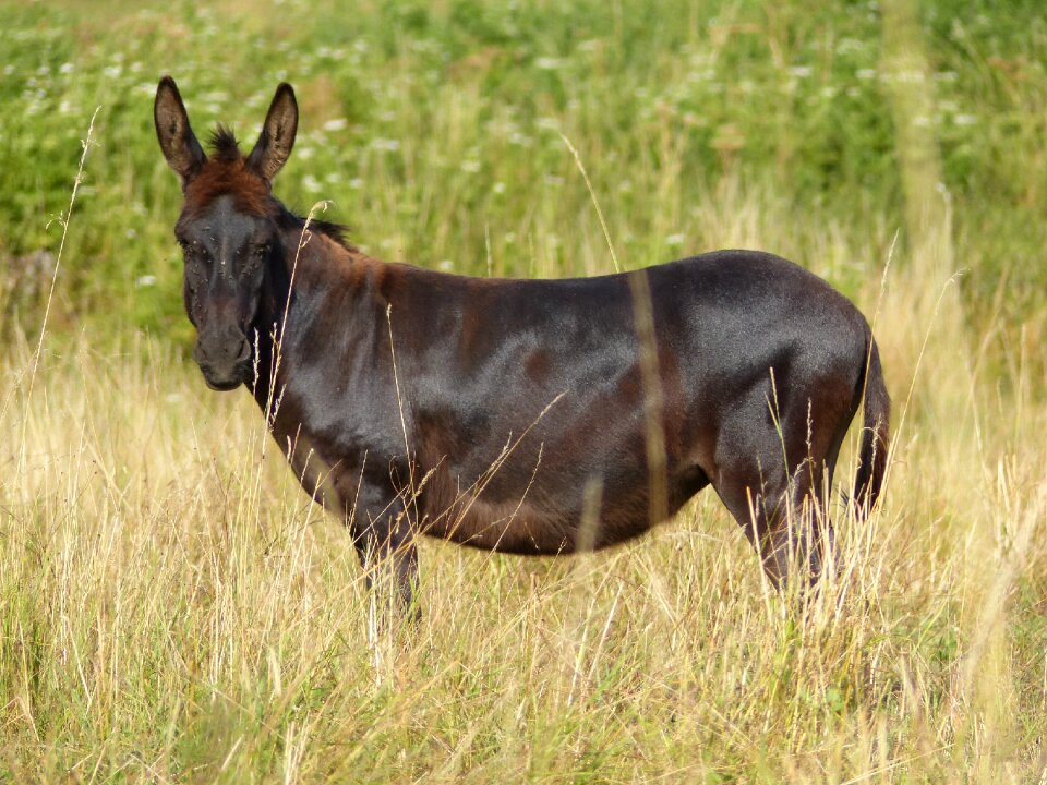 Colt animal burgundy