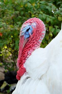 Bird poultry nature