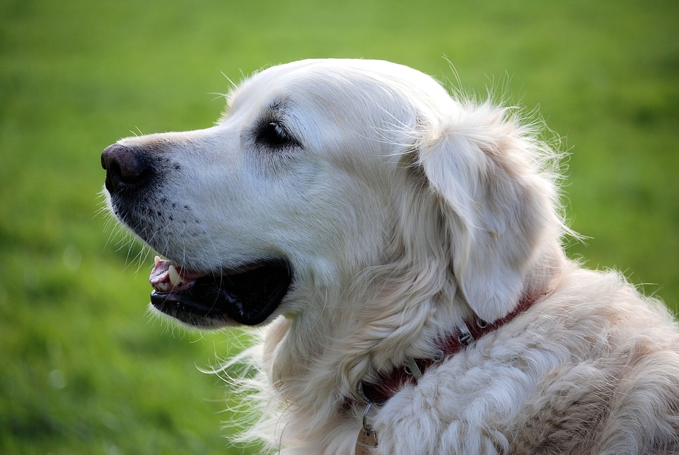 Animal white dog