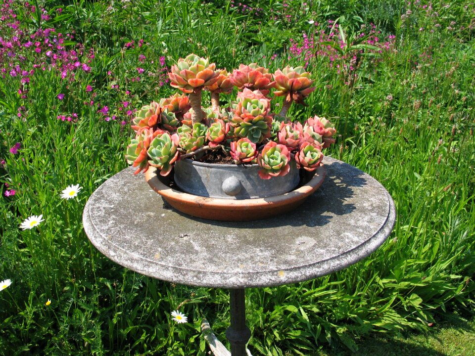 Summer garden garden plant in flowerpot