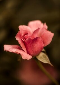 Plant nature macro