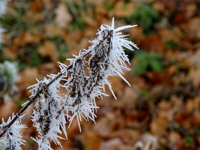 Plant ice needles winter photo