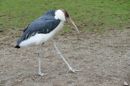 Bird marabu bill
