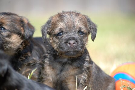 Canine terrier pet photo