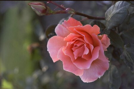 Pink plant photo