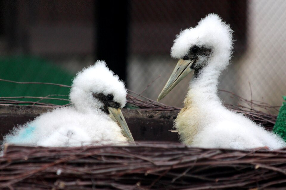 Black stork pooh wading birds